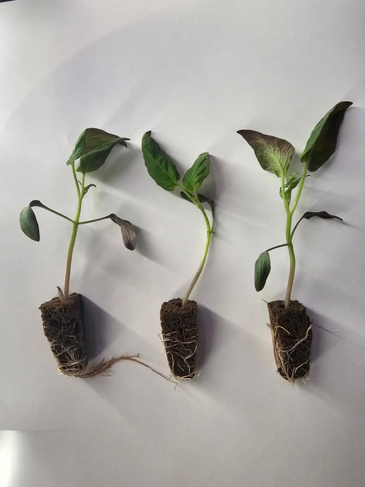 Getting Started with Seeds: Understanding Germination