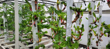 Load image into Gallery viewer, 32 Plant Vertical Hydroponic Sleeve
