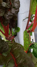 Load image into Gallery viewer, 32 Plant Vertical Hydroponic Sleeve
