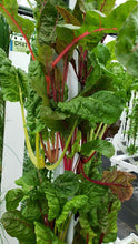 Load image into Gallery viewer, 32 Plant Vertical Hydroponic Sleeve
