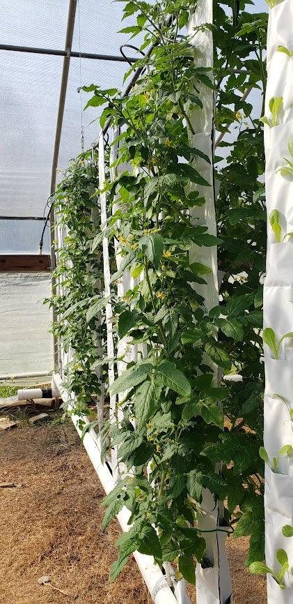 Rows of GrowMesh gardens in a greenhouse