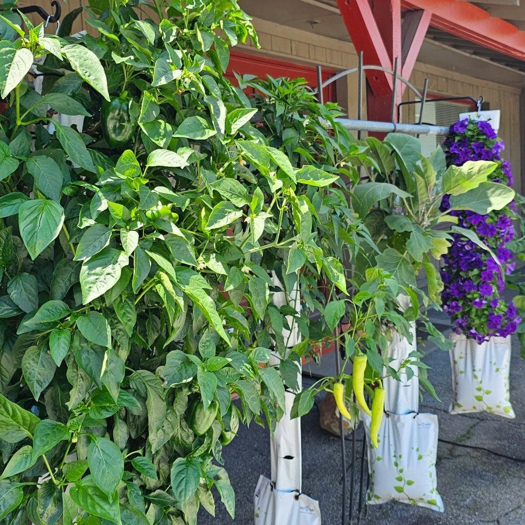 A GrowMesh garden full of peppers